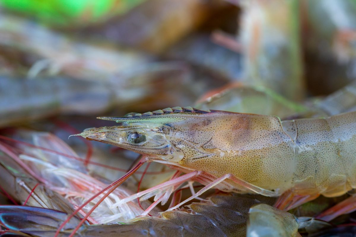 A shrimp swimming in water.