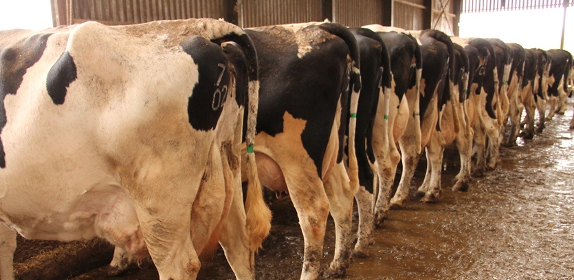 Several cows in a row to illustrate AssureWel training tool for assessing Welfare Outcomes